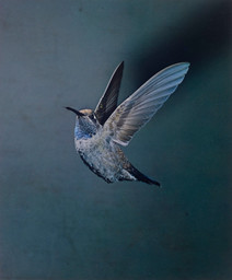 Eliot Porter. Blue-throated Hummingbird, Chiricahua Mountains, Arizona, May 1959 [Lampornis clemenciae]. 1959. Dye transfer print, 9 5/16 × 7 3/4″ (23.7 × 19.6 cm). The Museum of Modern Art, New York. Gift of David H. McAlpin. © 1990 Amon Carter Museum of American Art