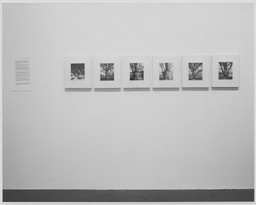 Atget&#39;s Trees. Jun 7–Sep 17, 1972. 5 other works identified